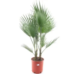 Washingtonia Robusta Multitrunk - Totale Hoogte 120-140 Cm - Pot Ø 26 Cm