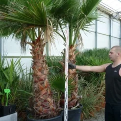 Washingtonia Robusta - Stam 50+ Cm - Totale Hoogte 160+ Cm - Pot Ø 45 Cm [pallet] -Tuin Gloed Verkoop 1991667438