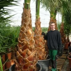 Washingtonia Robusta - Stam 40+ Cm - Totale Hoogte 160-180 Cm - Pot 40 Ø Cm [pallet] -Tuin Gloed Verkoop 1991667477