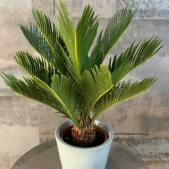 Cycas Revoluta - Stam 20-30 Cm - Totale Hoogte 90-110 Cm - Pot Ø 35 Cm -Tuin Gloed Verkoop 1991667612