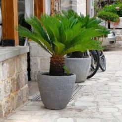 Cycas Revoluta - Stam 20-30 Cm - Totale Hoogte 90-110 Cm - Pot Ø 35 Cm -Tuin Gloed Verkoop 1991667615