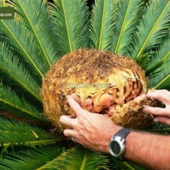 Cycas Revoluta - Stam 20-30 Cm - Totale Hoogte 90-110 Cm - Pot Ø 35 Cm -Tuin Gloed Verkoop 1991667621