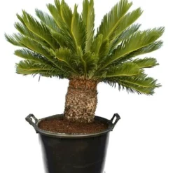 Cycas Revoluta - Stam 45-55 Cm - Totale Hoogte 130-160 Cm - Pot Ø 48 Cm [pallet]