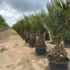 Jubaea Chilensis - Dikke Stam 60-70 Cm - Totale Hoogte 200+ Cm - Pot 160 Ltr [pallet]
