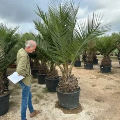 Jubaea Chilensis - Dikke Stam 60-70 Cm - Totale Hoogte 200+ Cm - Pot 160 Ltr [pallet] -Tuin Gloed Verkoop 1991667801