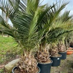 Jubaea Chilensis - Dikke Stam 50-60 Cm - Totale Hoogte 200+ Cm - Pot 160 Ltr [pallet] -Tuin Gloed Verkoop 1991667843