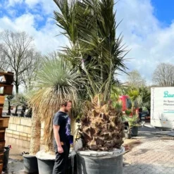 Jubaea Chilensis - Stam 110-130 Cm - Totale Hoogte 300+ Cm - Pot Ø 110 Cm [pallet]