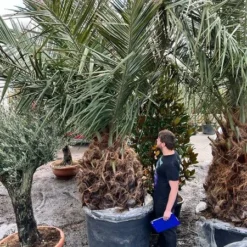 Jubaea Chilensis - Stam 120-140 Cm - Totale Hoogte 300+ Cm - Pot Ø 110 Cm [pallet]
