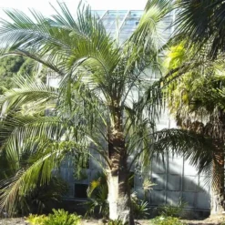 Parajubaea Torallyi Var. Torallyi - Doubletrunk - Stam 110-130 Cm - Totale Hoogte 250+ Cm - Pot Ø 90 Cm [pallet] -Tuin Gloed Verkoop 1991668125