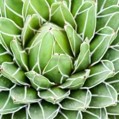 Agave Victoria Reginae - Pot Ø 26 Cm -Tuin Gloed Verkoop 1991669058