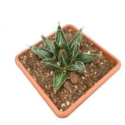 Agave Victoria Reginae - Pot 14 X 14 Cm