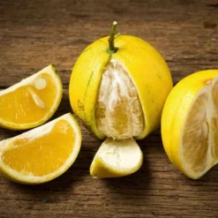 Citrus Bergamia - Stam 15-25 Cm - Totale Hoogte 40-50 Cm - Pot Ø 13 Cm