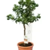 Citrus Myrtifolia - Stam 30-40 Cm - Totale Hoogte 70-100 Cm - Pot 20 Cm
