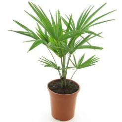 Trachycarpus Fortunei Frosty - Totale Hoogte 60-80 Cm - Pot Ø 21 Cm