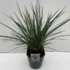 Dianella Coolvista - Pot 5 Ltr