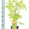Acer Palmatum Katsura Totale Hoogte 50-60 Cm - Pot 3 Ltr