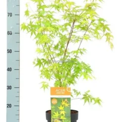 Acer Palmatum Katsura Totale Hoogte 50-60 Cm - Pot 3 Ltr