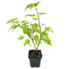 Acer Palmatum Anne Irene - Totale Hoogte 40-50 Cm - Pot 3 Ltr