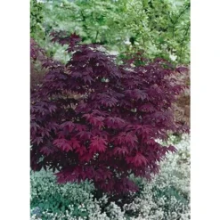Acer Palmatum Atropurpureum - Totale Hoogte 60-80 Cm - Pot 3 Ltr -Tuin Gloed Verkoop 1991738979