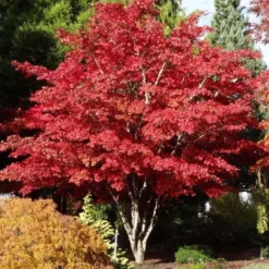Acer Palmatum Atropurpureum - Totale Hoogte 60-80 Cm - Pot 3 Ltr -Tuin Gloed Verkoop 1991738982