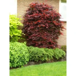 Acer Palmatum Atropurpureum - Totale Hoogte 60-80 Cm - Pot 3 Ltr -Tuin Gloed Verkoop 1991738985