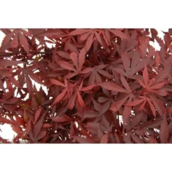Acer Palmatum Atropurpureum - Totale Hoogte 60-80 Cm - Pot 3 Ltr -Tuin Gloed Verkoop 1991738988