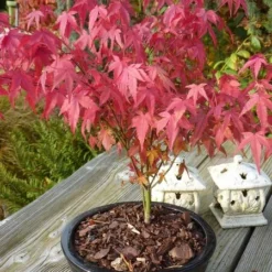 Acer Palmatum Atropurpureum - Totale Hoogte 60-80 Cm - Pot 3 Ltr -Tuin Gloed Verkoop 1991738991