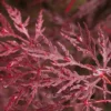 Acer Palmatum Dissectum Garnet - Totale Hoogte 50-60 Cm - Pot 3 Ltr