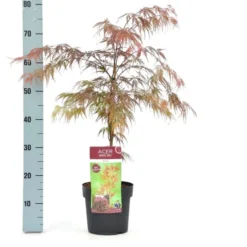 Acer Palmatum Dissectum Garnet - Totale Hoogte 50-60 Cm - Pot 3 Ltr -Tuin Gloed Verkoop 1991739351