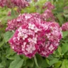 Hydrangea Arborescens Ruby Annabelle - Pot 3 Ltr