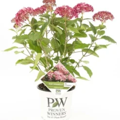 Hydrangea Arborescens Ruby Annabelle - Pot 3 Ltr -Tuin Gloed Verkoop 1991739672