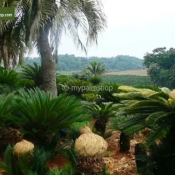 Cycas Revoluta - Stam 8+ Cm - Totale Hoogte 50-70 Cm - Pot Ø 20 Cm -Tuin Gloed Verkoop 1991742240