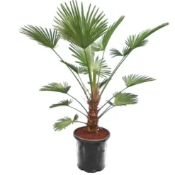 Trachycarpus Wagnerianus Frosty - Stam 40-50 Cm - Totale Hoogte 160-180 Cm - Pot Ø 32 Cm [pallet]
