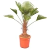 Trachycarpus Wagnerianus - Stam 50-60 Cm - Totale Hoogte 150-170 Cm [pallet]