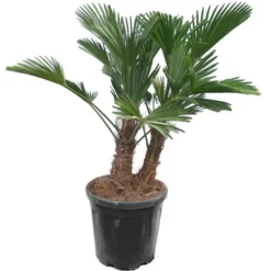 Trachycarpus Wagnerianus Multitrunk - Pot Ø 38 Cm / 25 Ltr