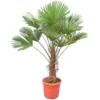 Trachycarpus Wagnerianus - Stam 60-70 Cm - Totale Hoogte 160-180 Cm [pallet]