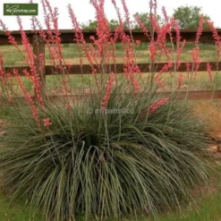 Hesperaloe Parviflora - Totale Hoogte 50-70 Cm - Pot Ø 26 Cm -Tuin Gloed Verkoop 1992232983