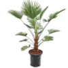 Trachycarpus Wagnerianus Frosty - Stam 30-40 Cm - Totale Hoogte 120-140 Cm - Pot Ø 32 Cm