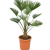 Trachycarpus Wagnerianus Frosty - Totale Hoogte 80-90 Cm - Pot Ø 26 Cm