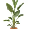 Strelitzia Nicolai - Totale Hoogte 160-180 Cm - Pot Ø 36 Cm - 2 Planten Per Pot [pallet]
