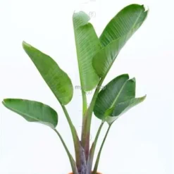 Strelitzia Nicolai - Totale Hoogte 160-180 Cm - Pot Ø 36 Cm - 2 Planten Per Pot [pallet] -Tuin Gloed Verkoop 1992624450