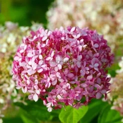 Hydrangea Arborescens Pink Annabelle 3 Ltr -Tuin Gloed Verkoop 1992647199