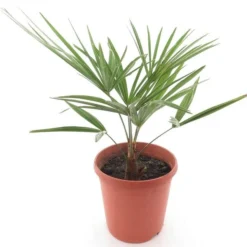 Trachycarpus Sp. Kumaon X Wagnerianus - Pot Ø 23 Cm