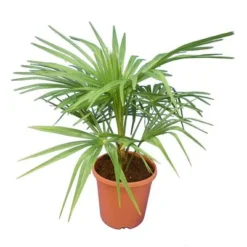 Trachycarpus Wagnerianus X Nanus - Totale Hoogte 50-70 Cm - Pot Ø 23 Cm