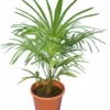 Trachycarpus Princeps New Form - Totale Hoogte 100-120 Cm - Pot Ø 26 Cm