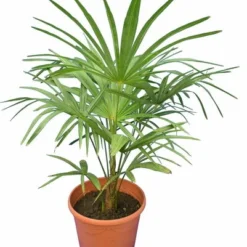 Trachycarpus Princeps New Form - Totale Hoogte 100-120 Cm - Pot Ø 26 Cm