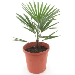 Trachycarpus Princeps X Wagnerianus - Pot Ø 23 Cm