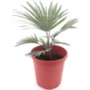 Trachycarpus Princeps - Pot Ø 23 Cm