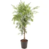 Callistemon Viminalis Captain Cook - Stam 40-50 Cm