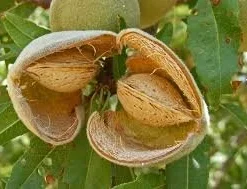 Prunus Dulcis - Pot Ø 26 Cm